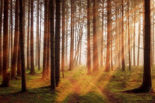 Forest pixabay