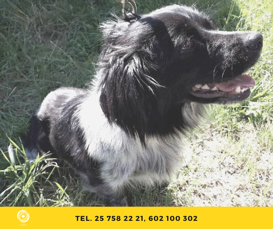 Kopia suczka do adopcji